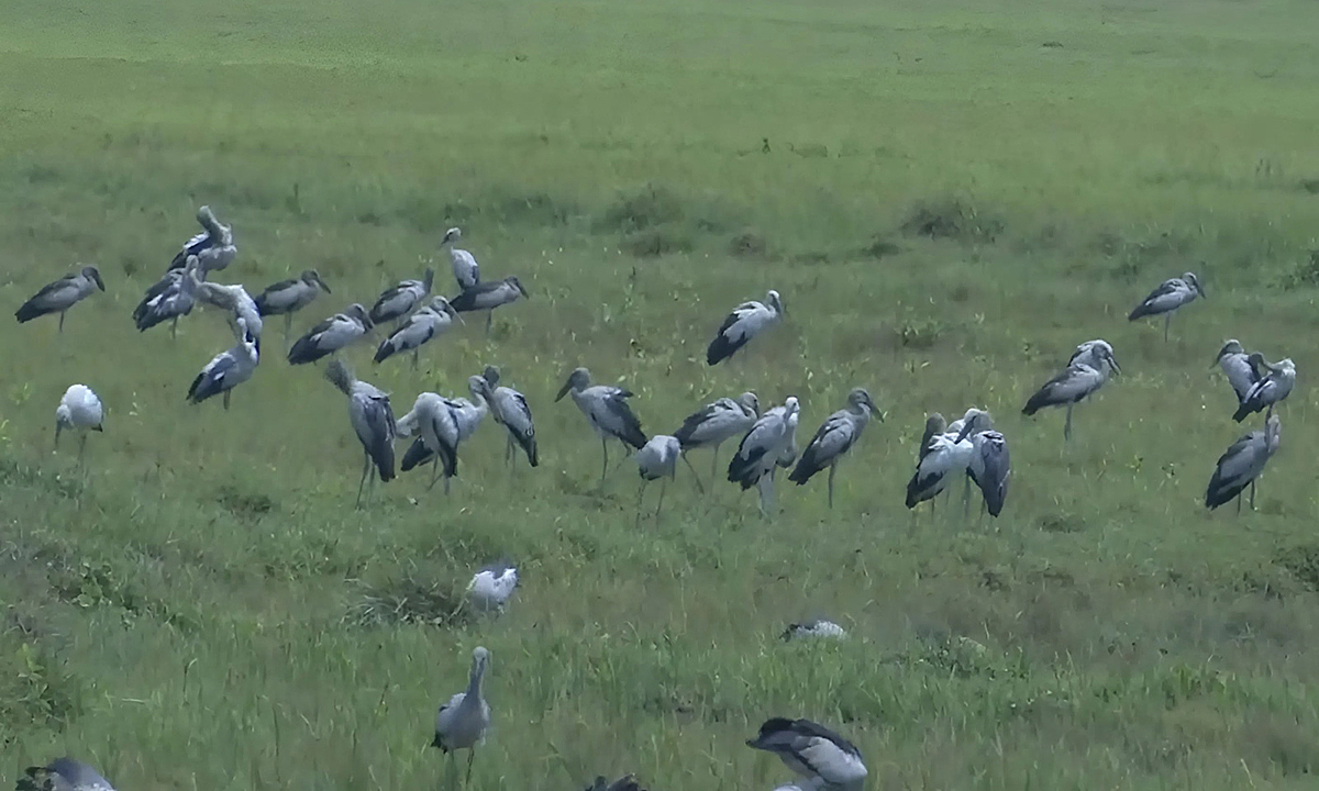 Đàn chim trong Sách đỏ xuất hiện tại Hà Tĩnh