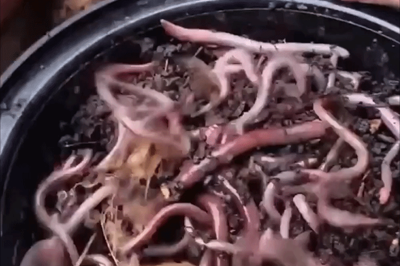 'Giun điên' hoành hành ở nhiều bang khắp nước Mỹ