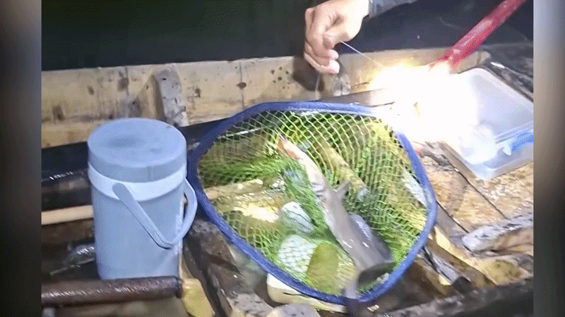 Trúng mánh cá ngát khi thăm câu đêm trên sông