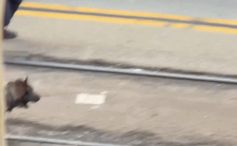 Khoảnh khắc chó nghiệp vụ Mỹ khống chế kẻ dùng gậy đánh người