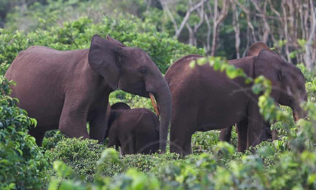 Triệu phú Mỹ bị voi giẫm chết khi đi săn