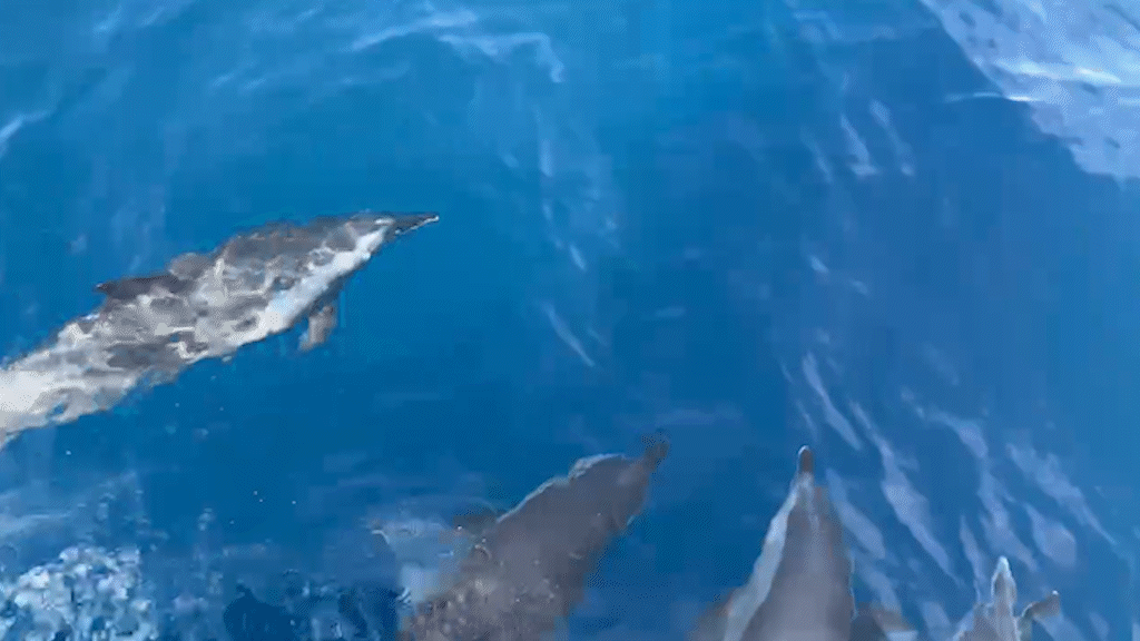 Đàn cá heo bơi sát tàu ở biển Quy Nhơn