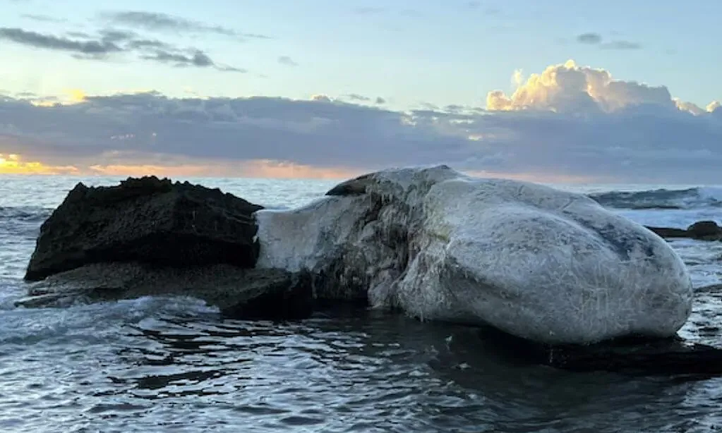 Cá mập tụ tập ăn xác cá voi, loạt bãi biển Australia đóng cửa