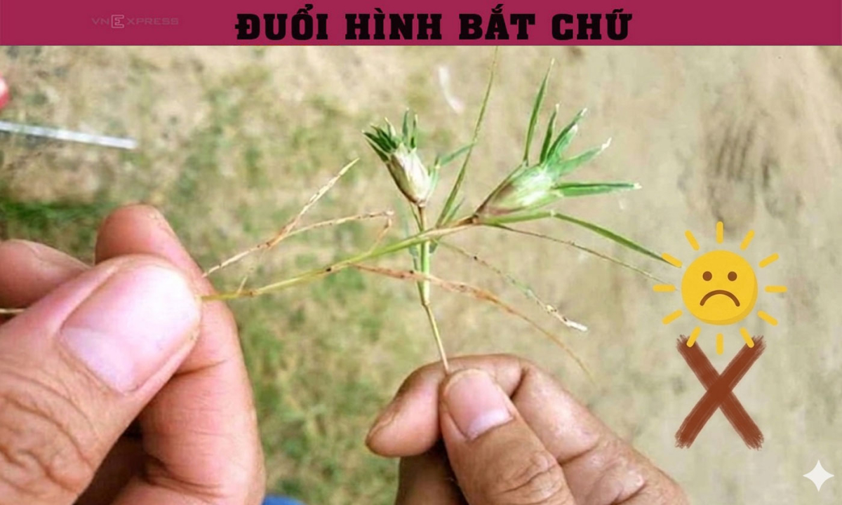 Câu tục ngữ Việt Nam quen thuộc này là gì?