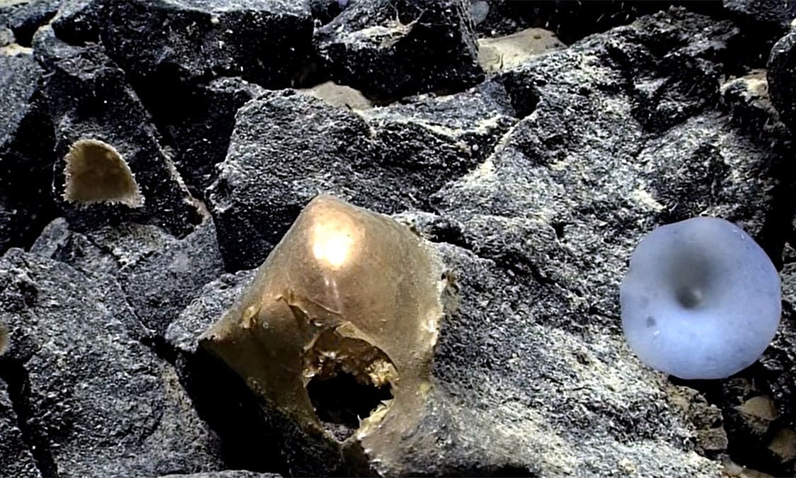 Khối cầu vàng kỳ lạ dưới đáy biển