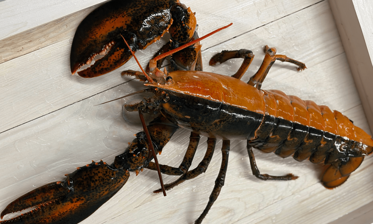 Tôm hùm thoát chết nhờ màu sắc hiếm