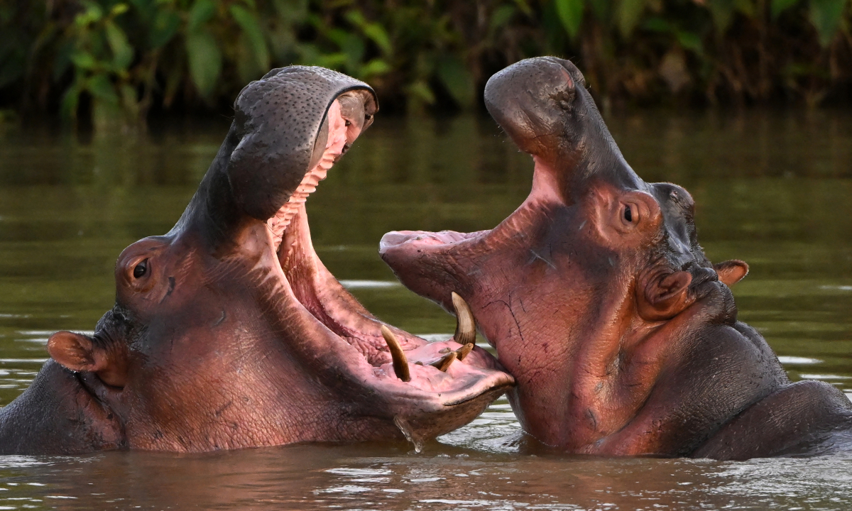 Con trai tỷ phú Ấn Độ muốn cứu đàn hà mã của trùm ma túy Colombia