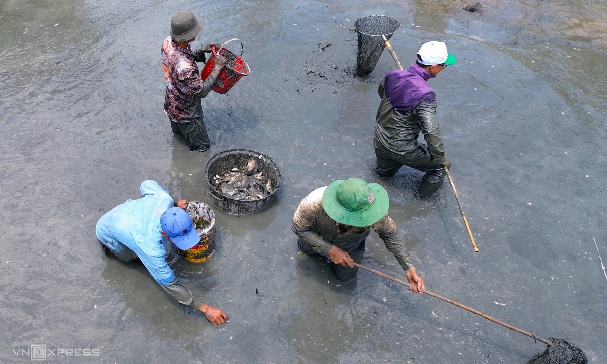 Tát đìa, bắt cá đồng ở Cà Mau