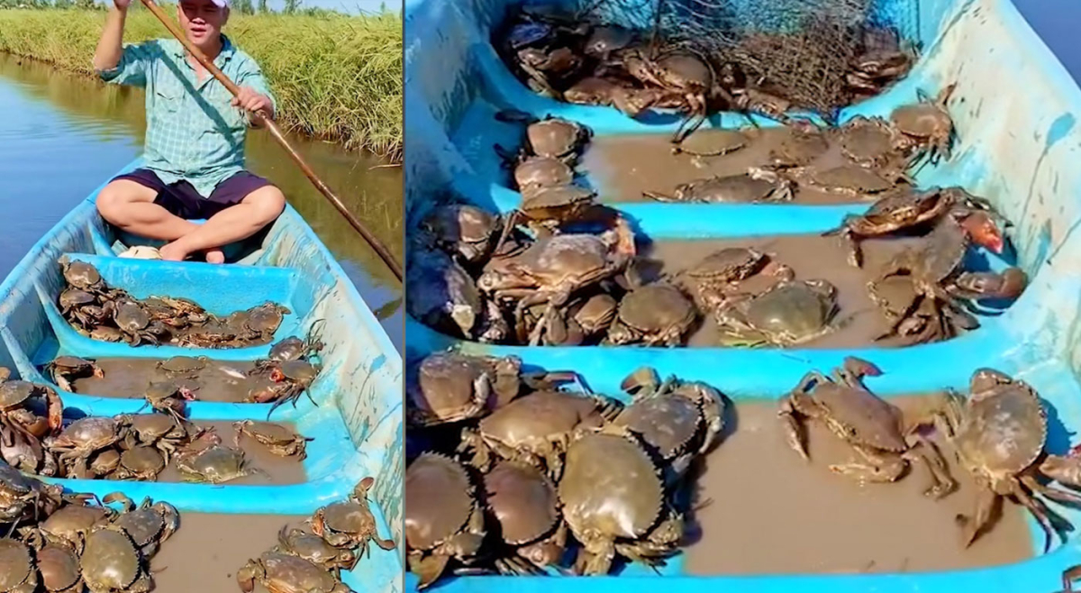 Trúng mánh hàng trăm cua biển trên đồng lúa