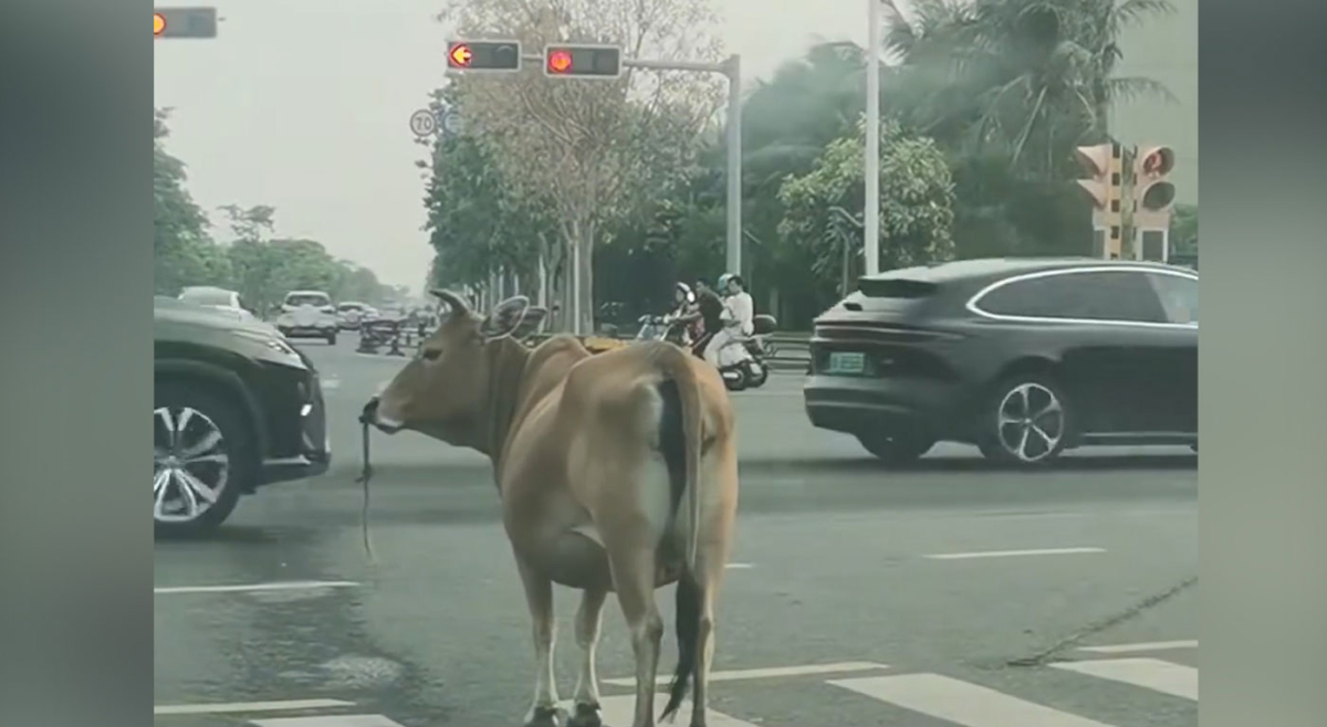 Con bò kiên nhẫn đứng chờ đèn đỏ để sang đường