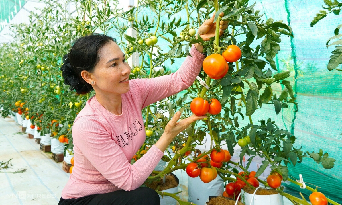 Biến đất phèn mặn thành vườn nho, cà chua tiền tỷ
