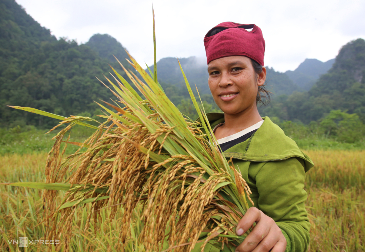 Tộc người bí ẩn nhất Việt Nam thu hoạch lúa nước