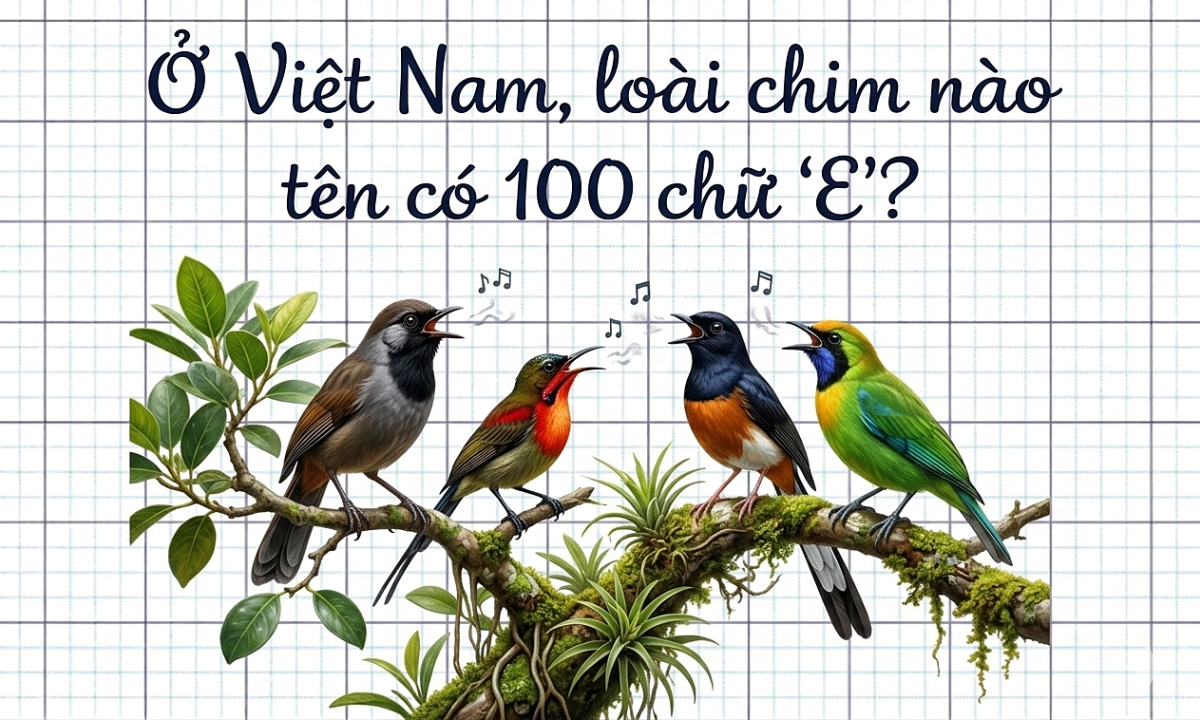 Loài chim nào trong tên có tới 100 chữ “E”?