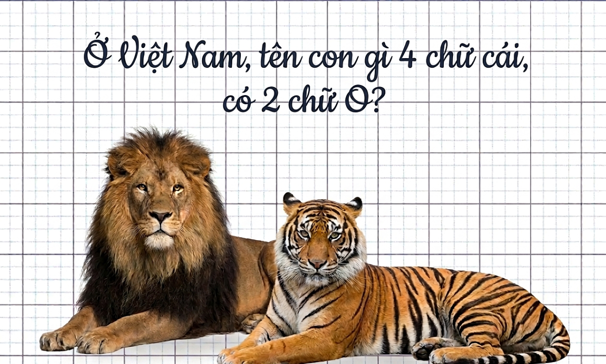 Ở Việt Nam, tên con gì 4 chữ cái, có 2 chữ O?