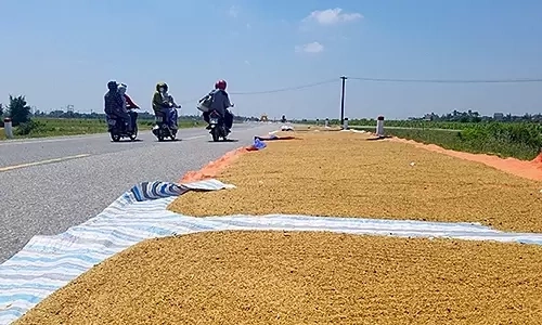Lái xe qua đoạn đường phơi lúa, rơm rạ như thế nào cho an toàn?