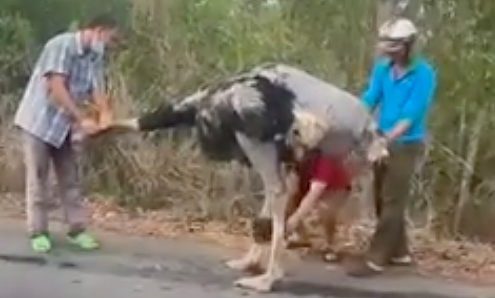 Người dân vây bắt đàn đà điểu chạy loạn trên đường