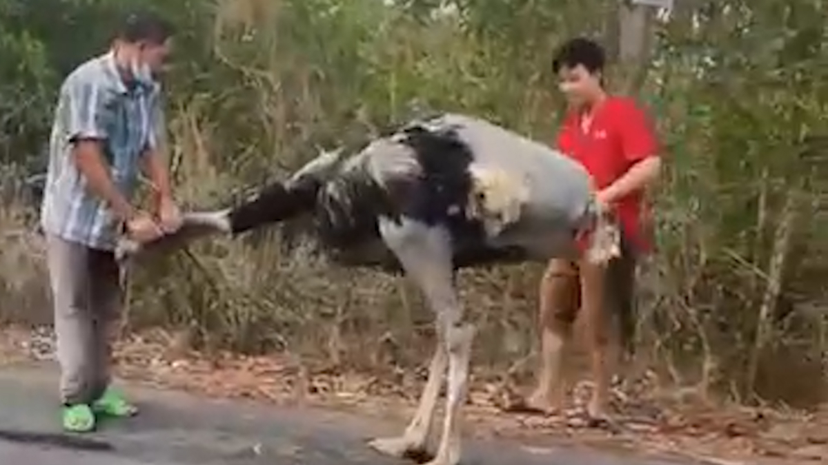 Đàn đà điểu gần 100 kg mỗi con xuất hiện trên đường