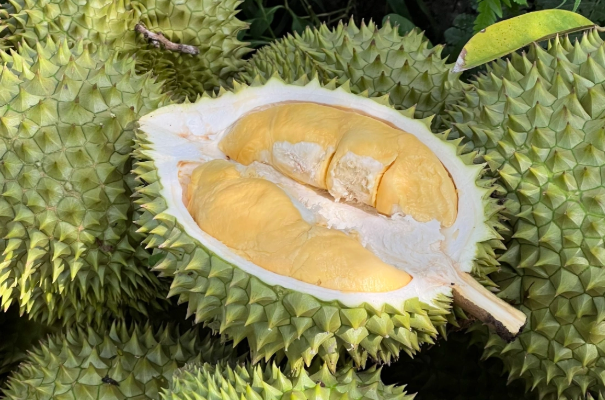 Nghịch lý nhiều người dè chừng sầu riêng giá rẻ