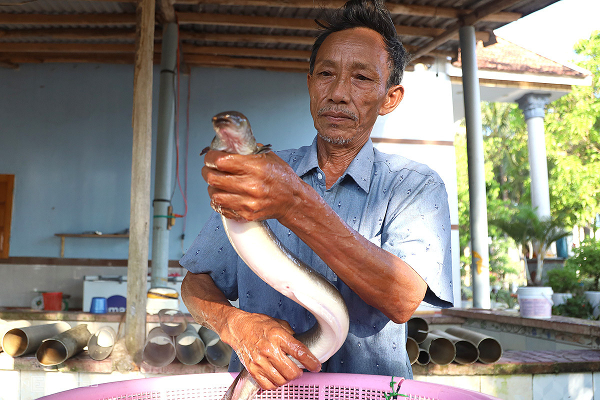 Người đưa cá chình trở lại đầm Trà Ổ