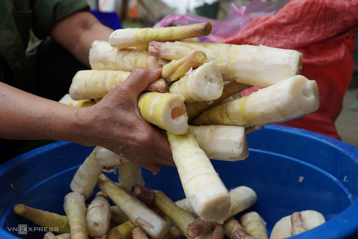 Săn măng đắng ở núi Pù Rinh