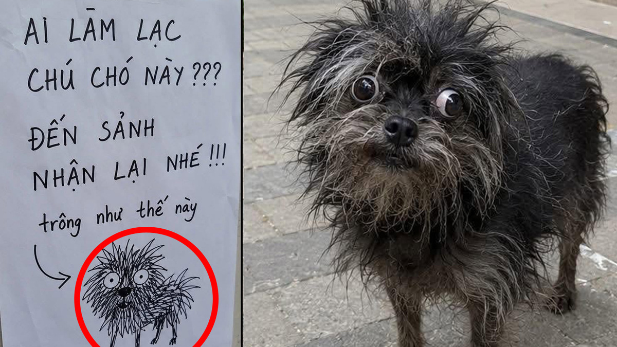 Hình vẽ chú chó đi lạc giống bản gốc đến từng sợi lông