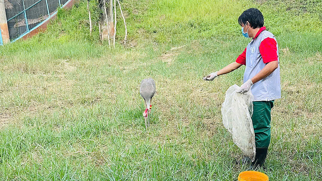 Vườn quốc gia Tràm Chim sắp đón thêm 6 sếu đầu đỏ từ Thái Lan