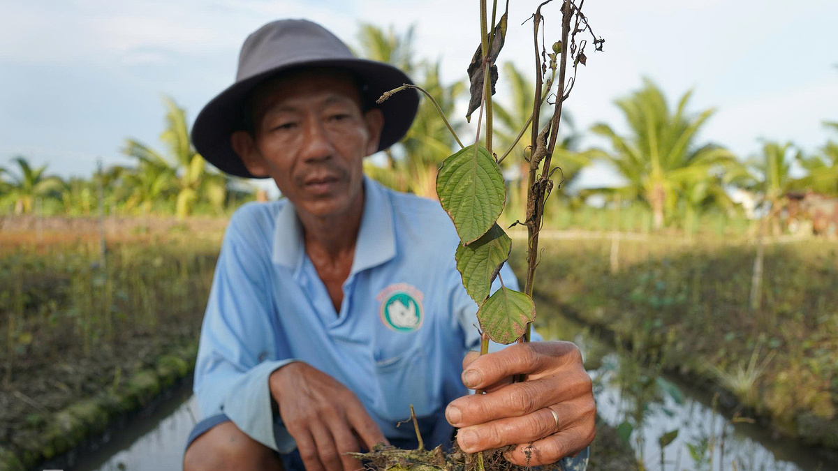 Hơn 300 ha rau màu chết héo bất thường