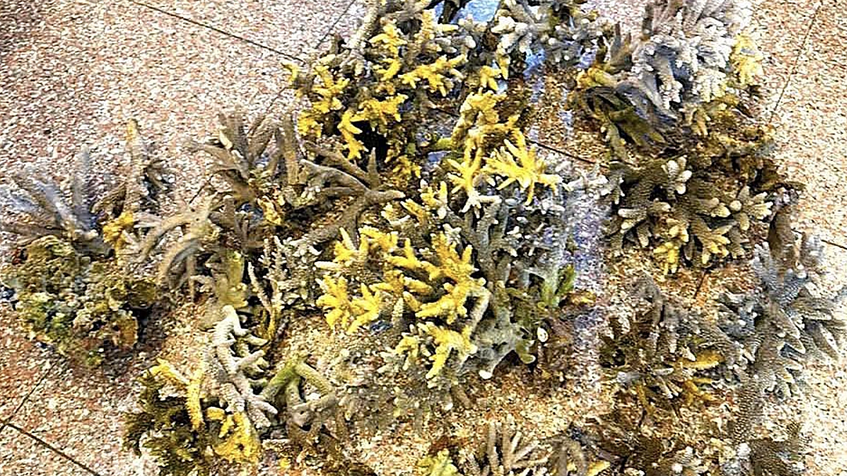 Hai du khách bẻ hơn 10 kg san hô ở biển Nha Trang