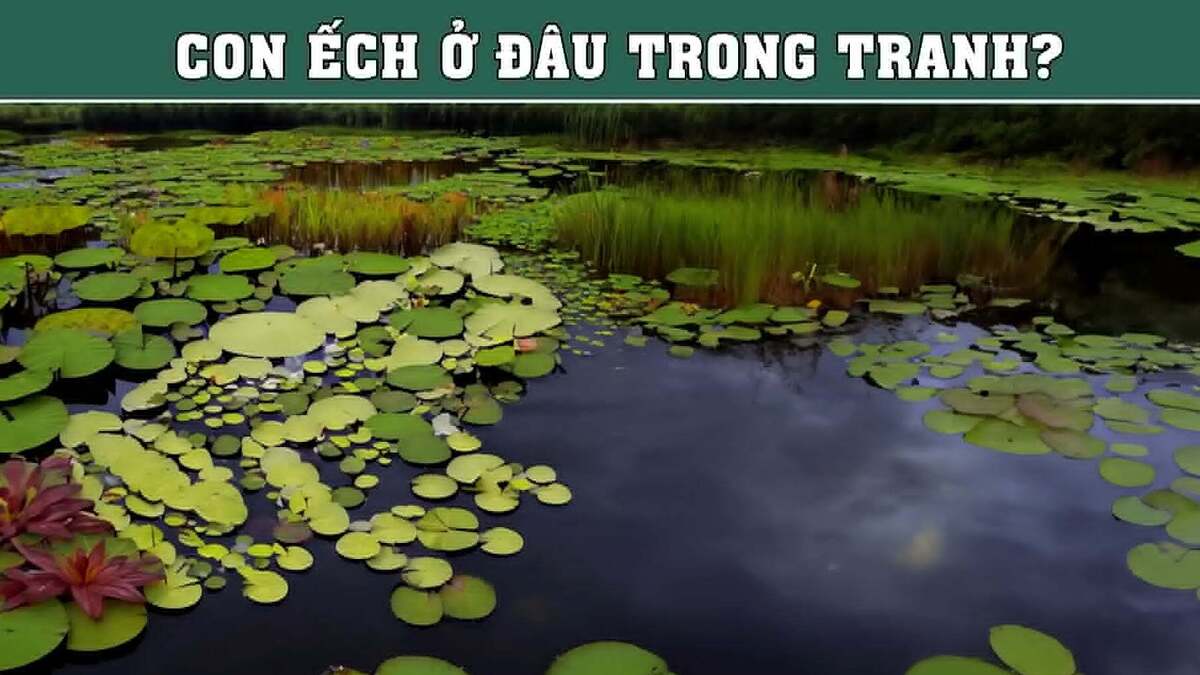 Con ếch 'cao thủ ngụy trang' đang ẩn mình ở đâu?