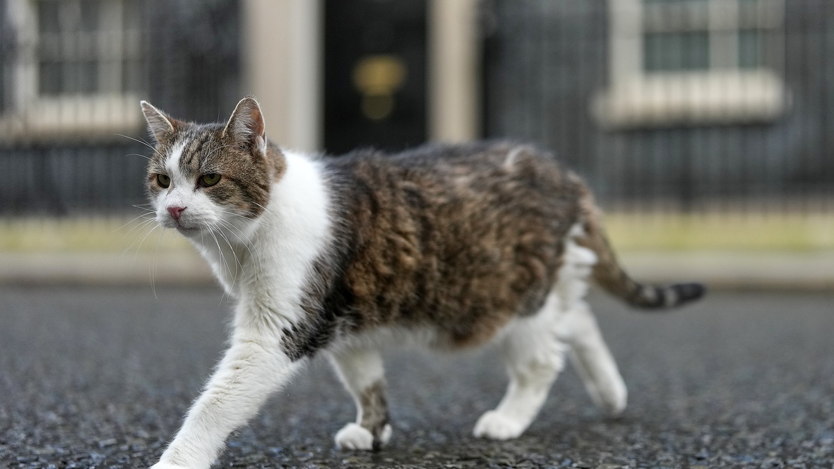 Tân thủ tướng Anh sống xa chó cưng để bảo vệ 'đệ nhất mèo'