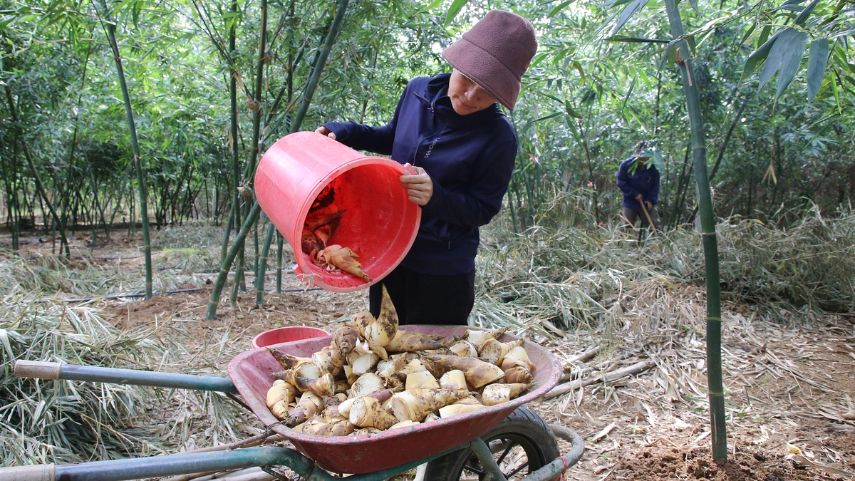 Trồng tre lục trúc, thu nửa tỷ đồng mỗi ha