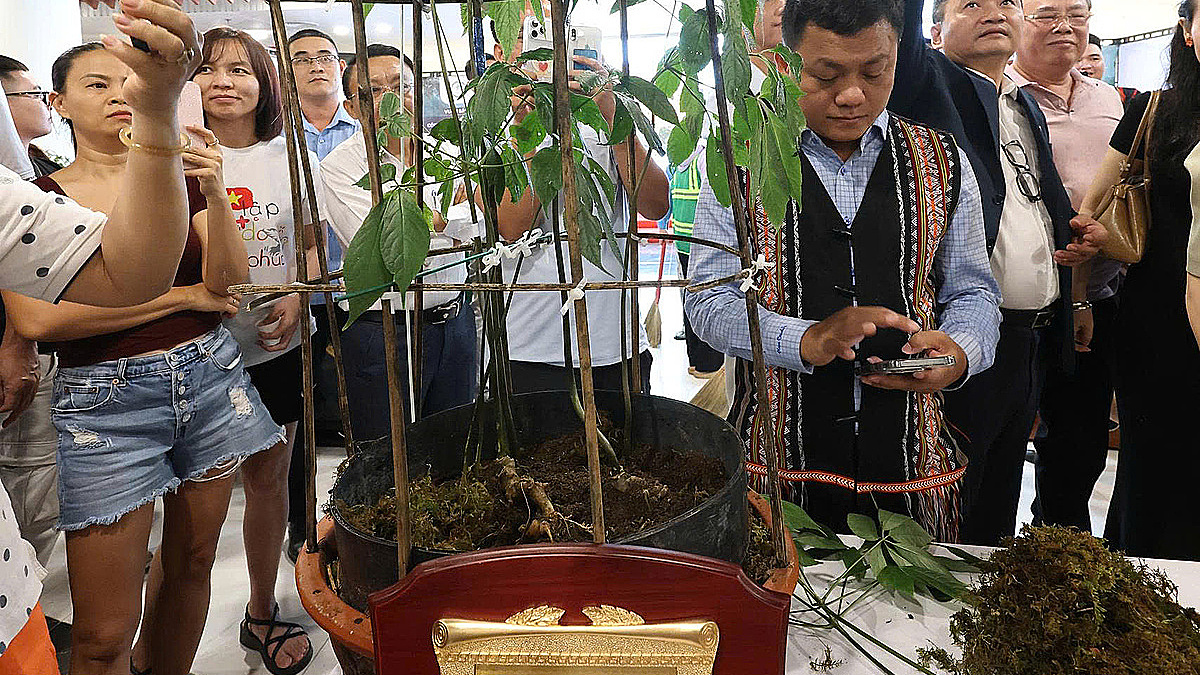 Củ sâm Ngọc Linh 9 lạng giá 725 triệu đồng