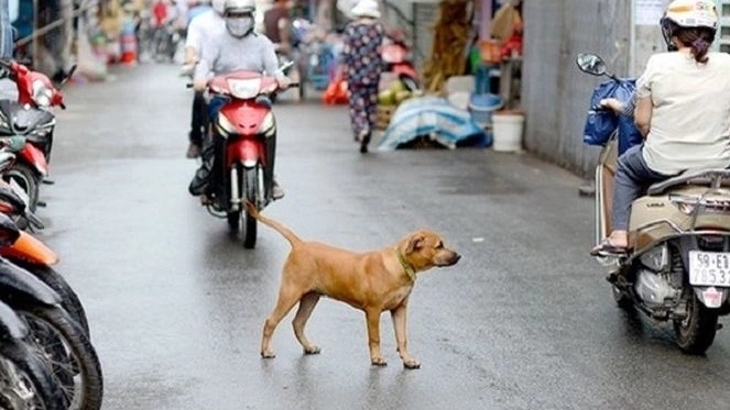 Lần 'chết hụt' vì chó thả rông ám ảnh tôi suốt 20 năm