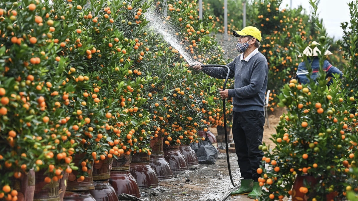 Hai phương án nghỉ Tết Đinh Mùi