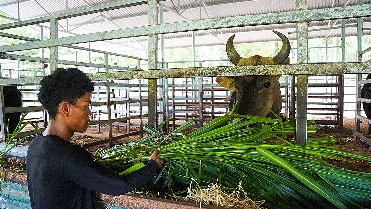 Những 'bảo mẫu' của đàn bò tót lai trên Núi Chúa