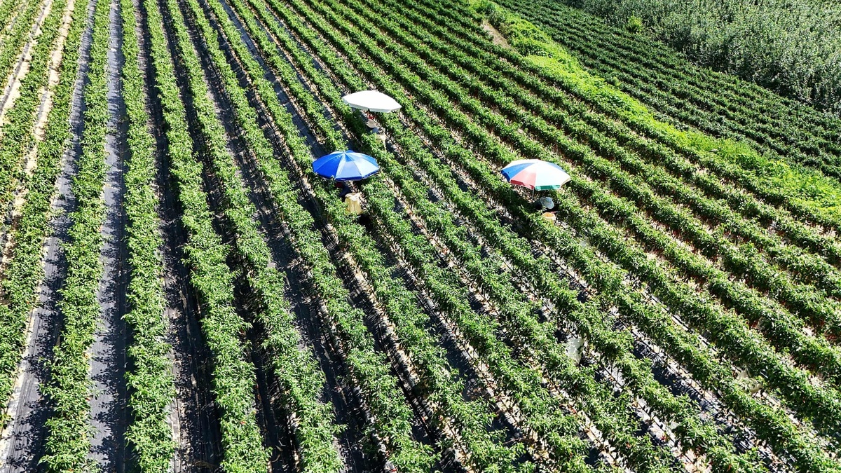 Khoai tây 'chín nhừ' ngay trên ruộng vì nắng nóng ở Hàn Quốc