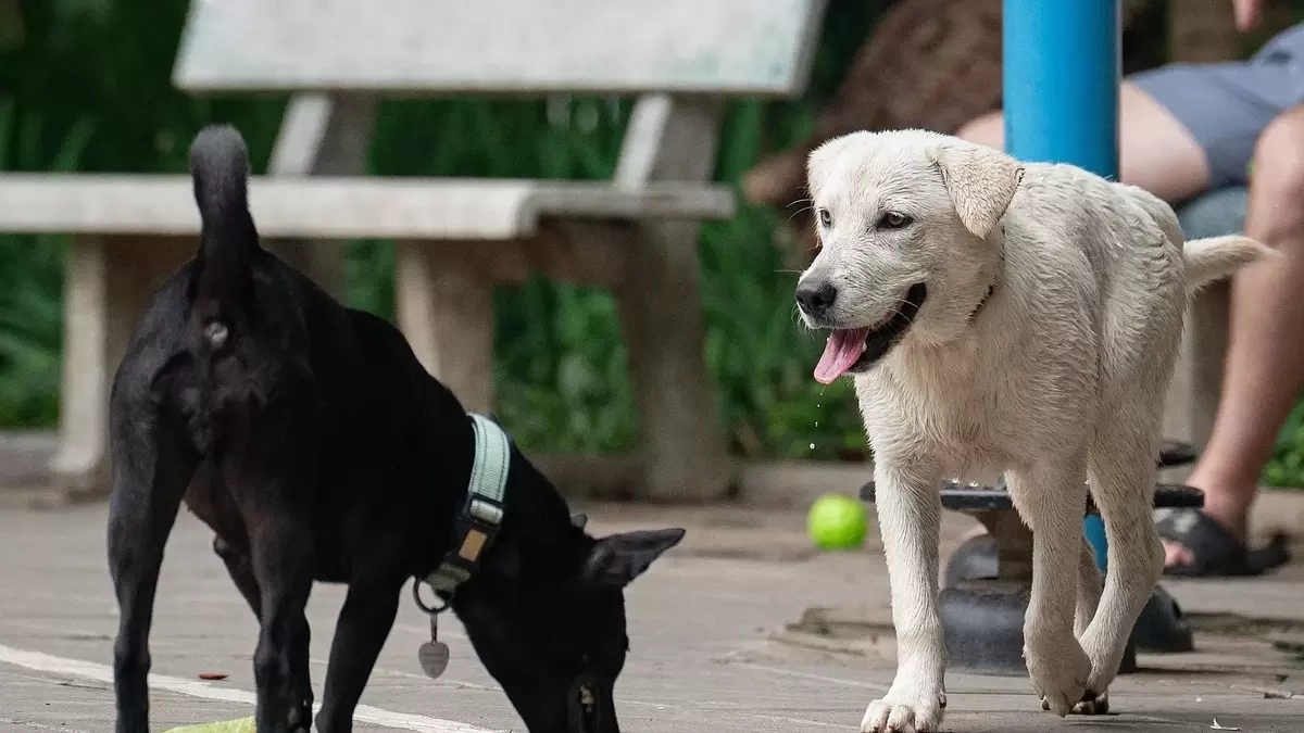6 người bị đàn chó nghi mắc dại cắn