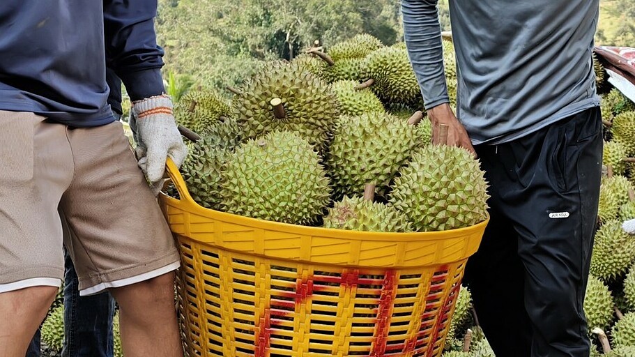 Ai có quyền mời khách mang sầu riêng rời xe buýt?