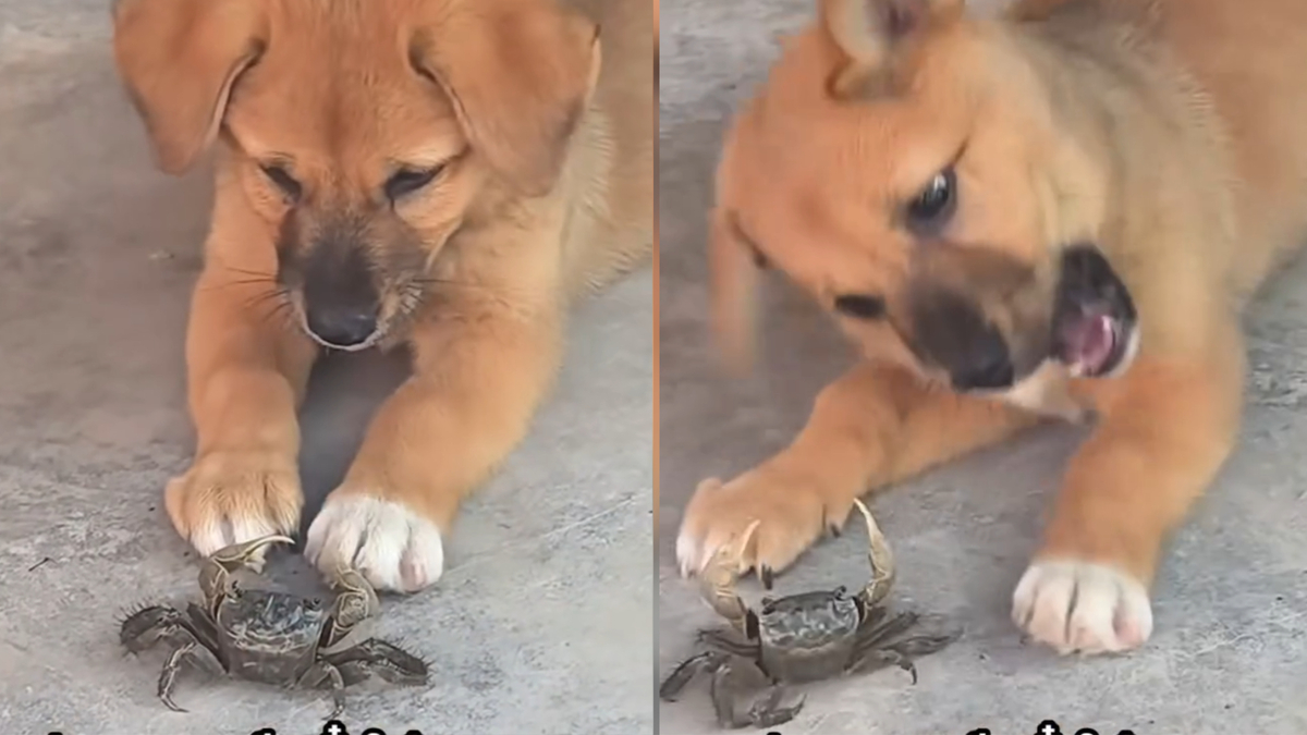 Cún cưng trả giá đắt vì lấy cua làm trò đùa