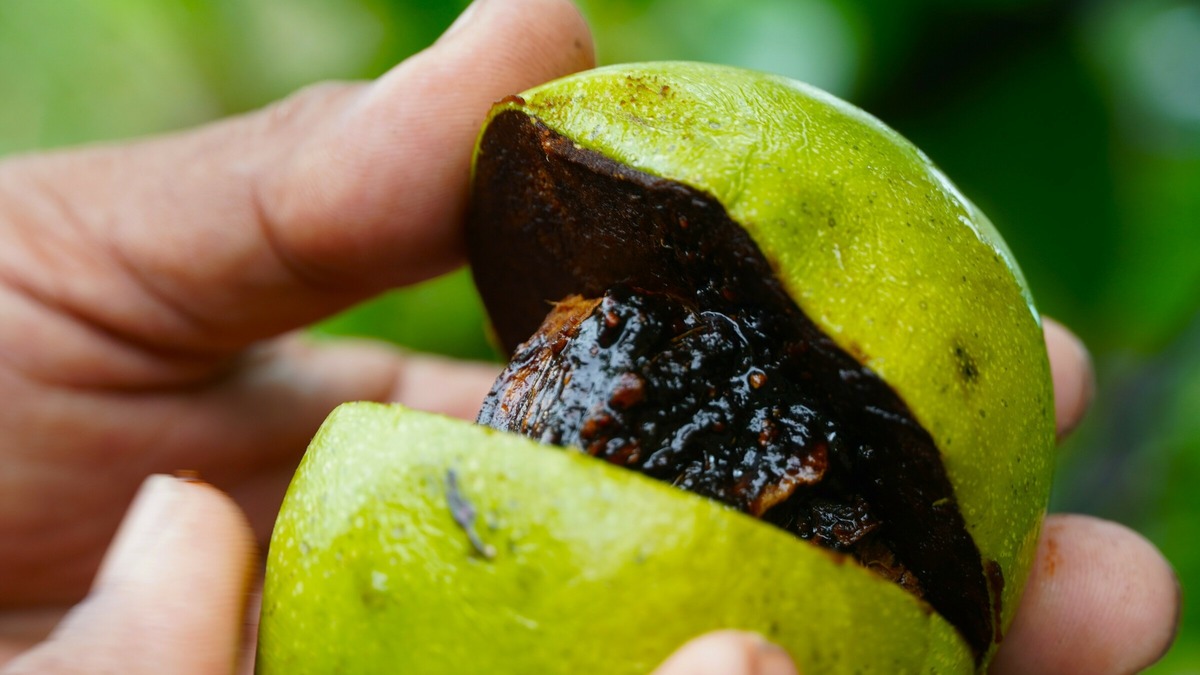Trồng hồng socola chịu mặn, lãi hơn nửa tỷ đồng mỗi năm