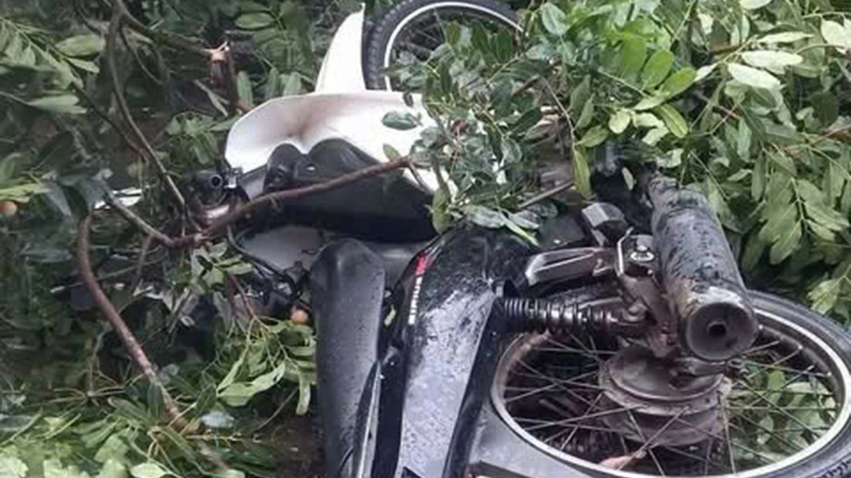 Thanh niên bị cổ thụ đè trong giông lốc đã tử vong
