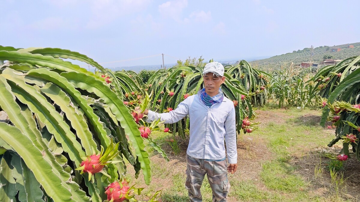 Thanh long xuất khẩu còn 2.000 đồng một kg