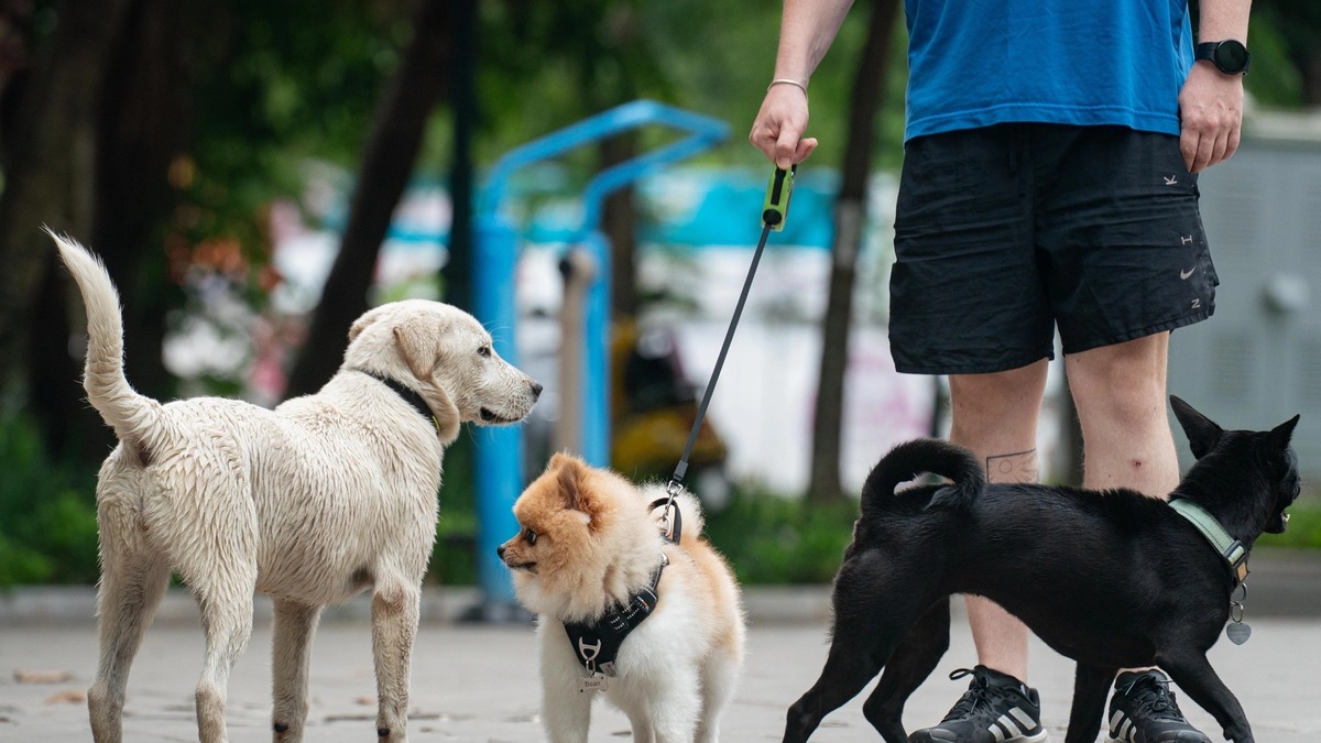 Chó dại cắn 4 người, Đăk Lăk khoanh vùng ổ dịch