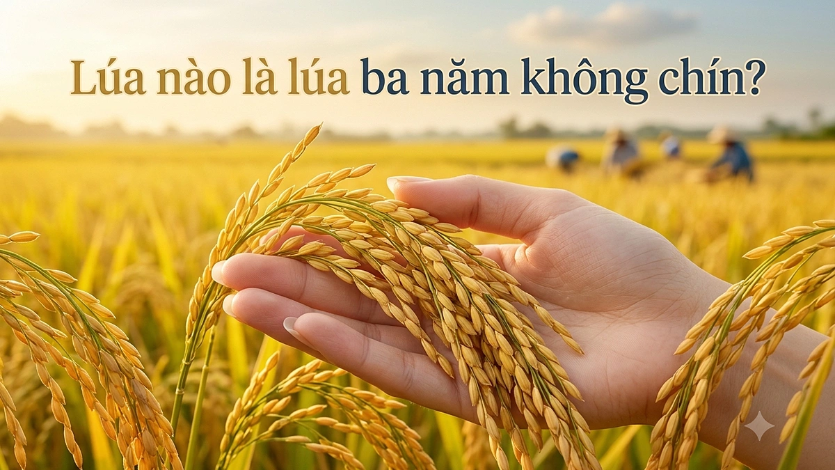 Lua Quay Loài lúa nào kỳ lạ đến mức 'ba năm không chín'? - Báo VnExpress